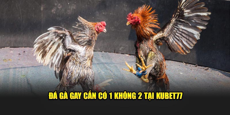 Đá gà gay cấn có 1 không 2 tại Kubet77